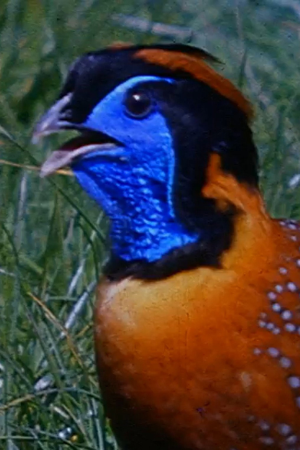 Peacocks and Tragopans