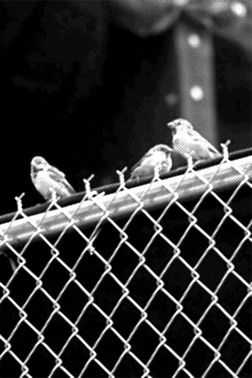 Real Birds