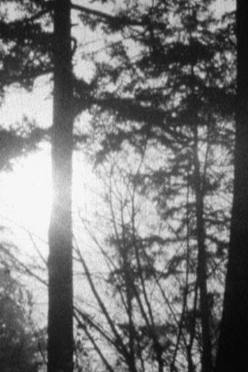 Bellingham Wood