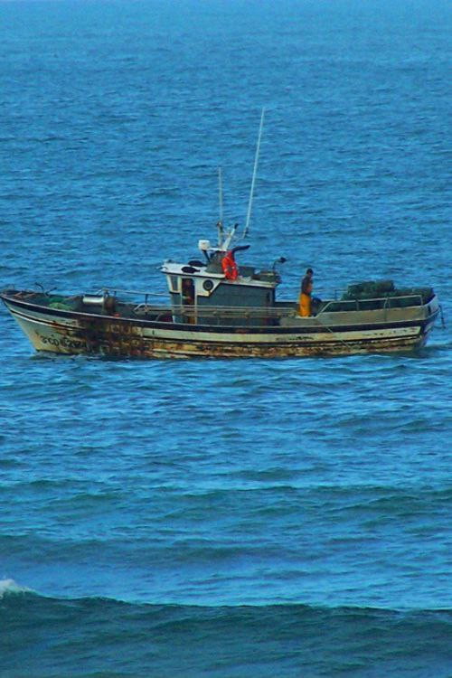 Anacos da Galiza