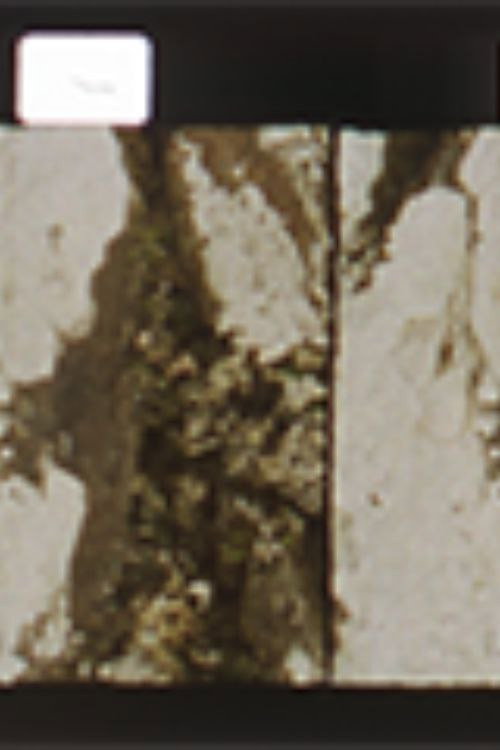 Bionte