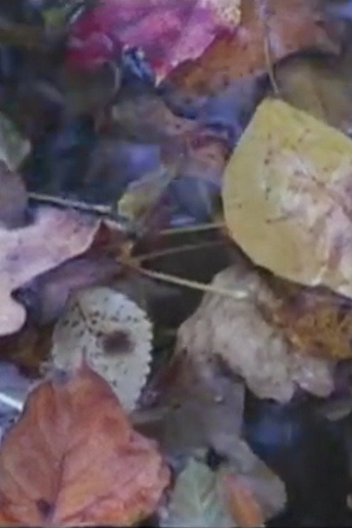 Landscape Tempo 3