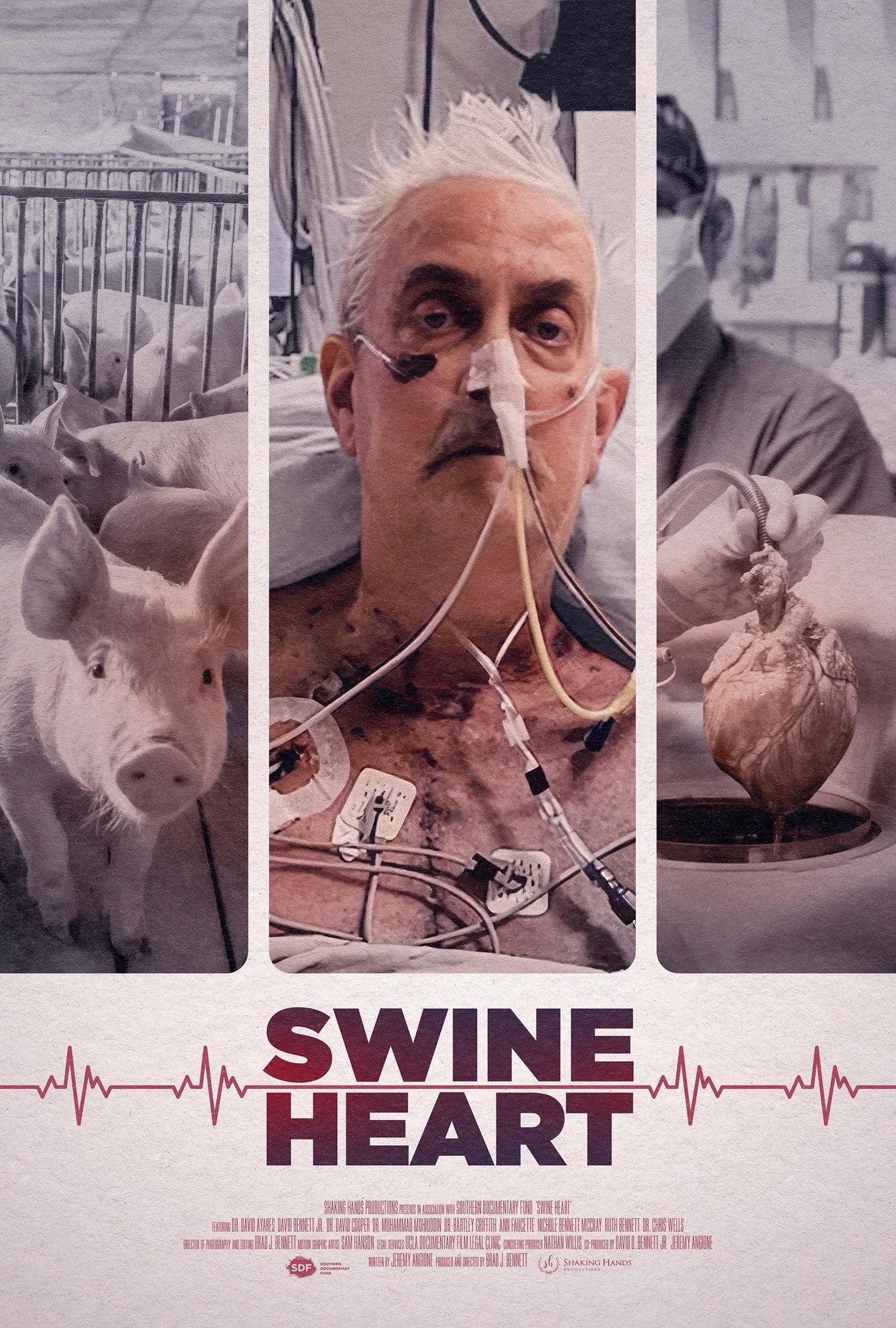 Swine Heart