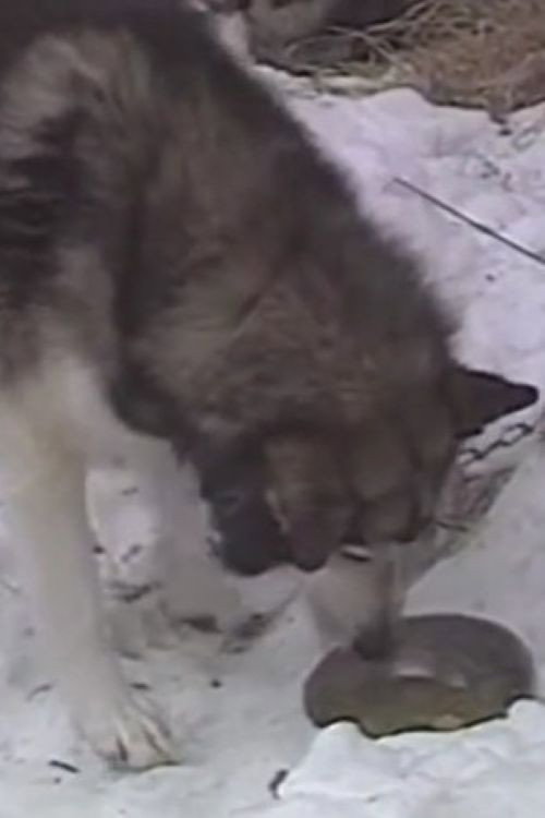 Season of the Sled Dog