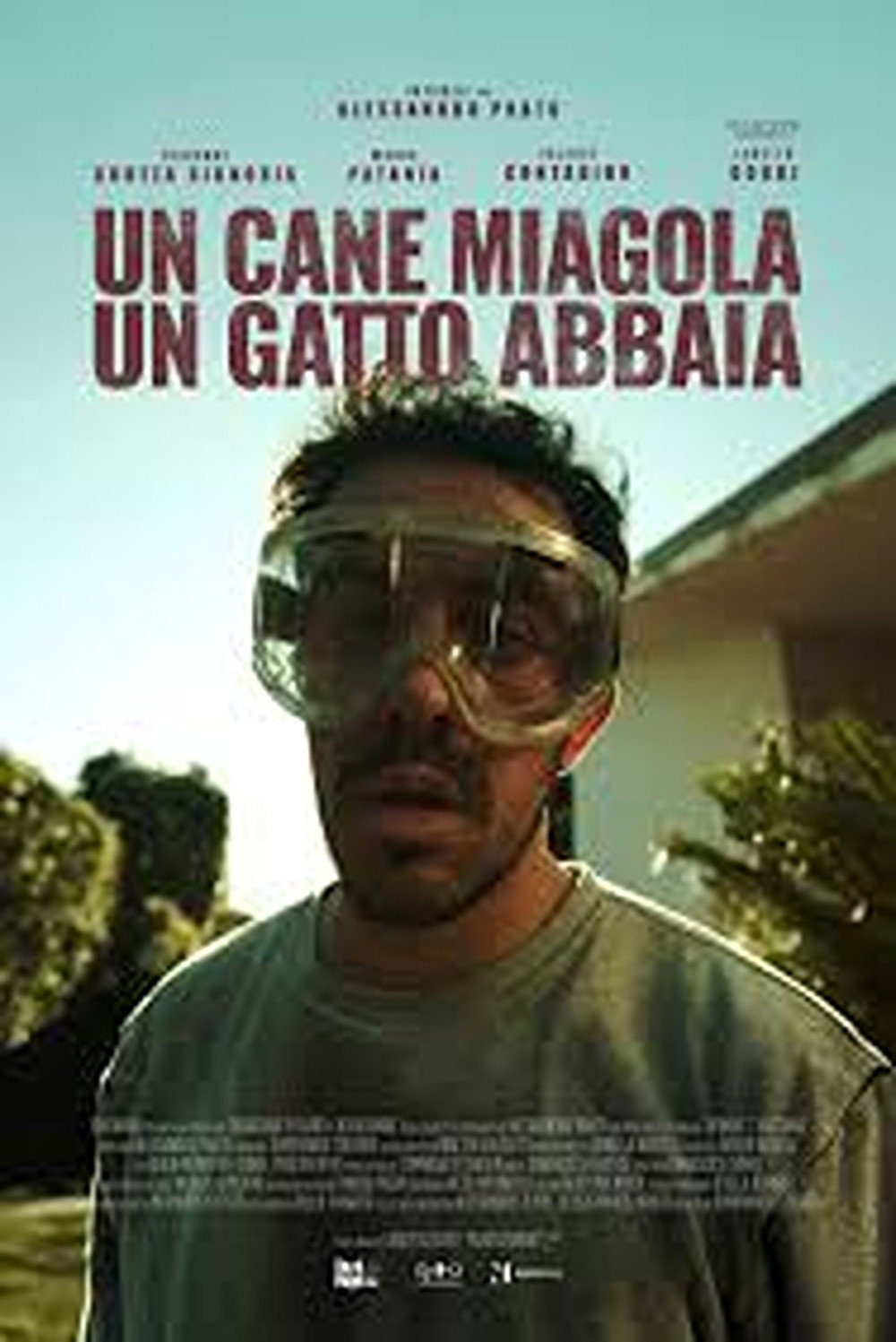 Un cane miagola, un gatto abbaia