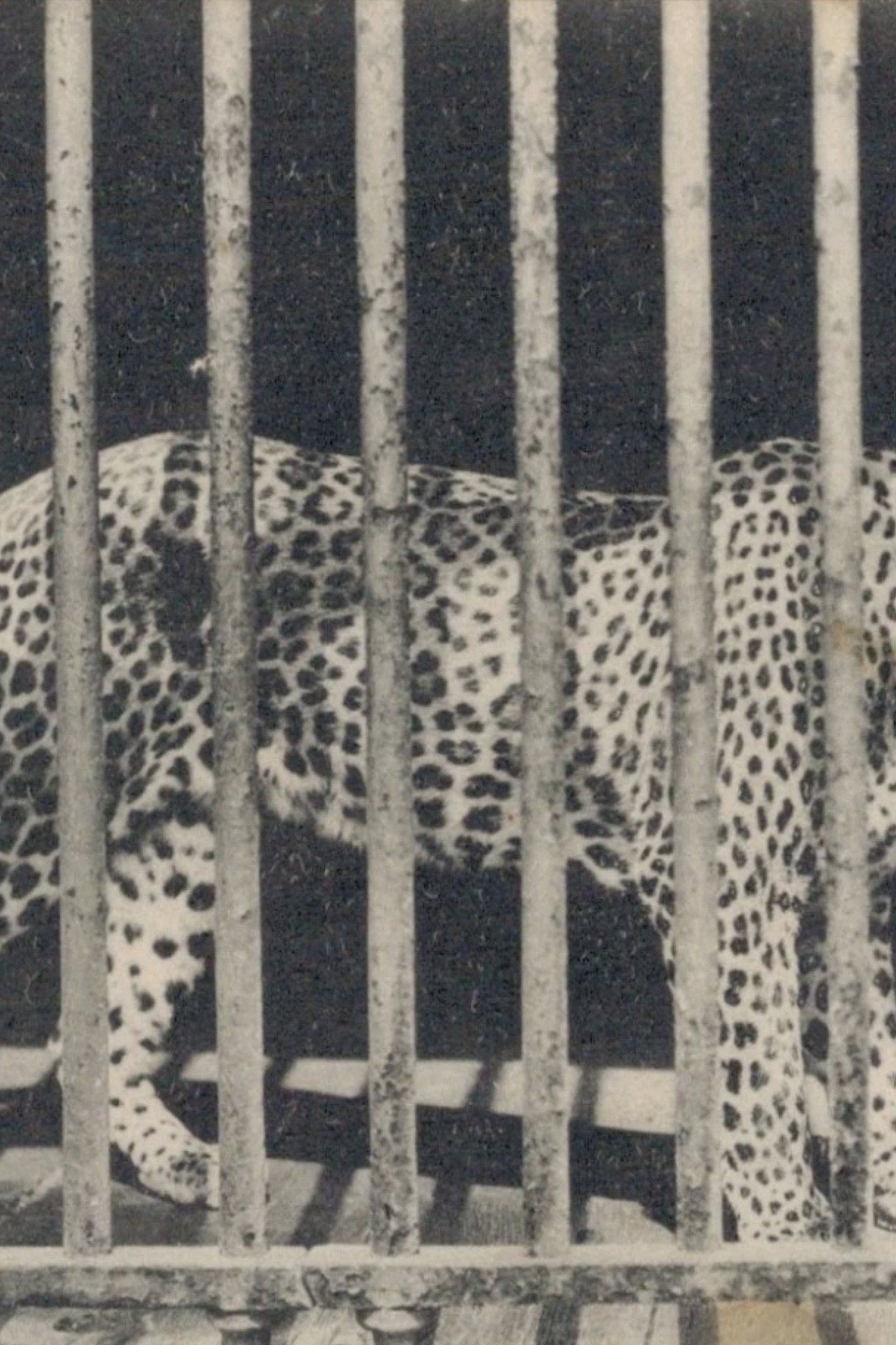 Zoo