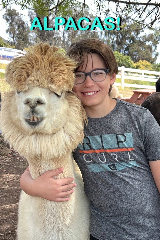 Alpacas!