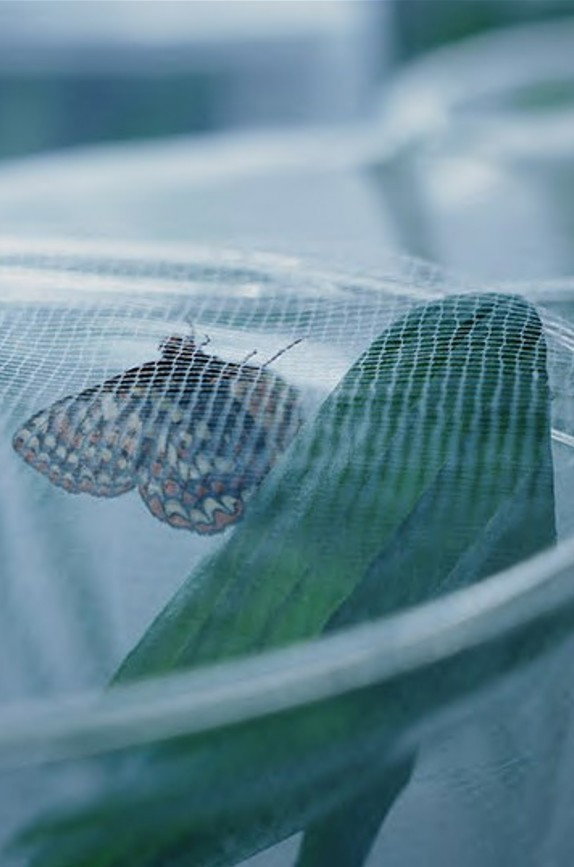 The Butterfly Lab