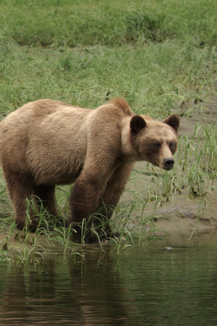 Bear Nation
