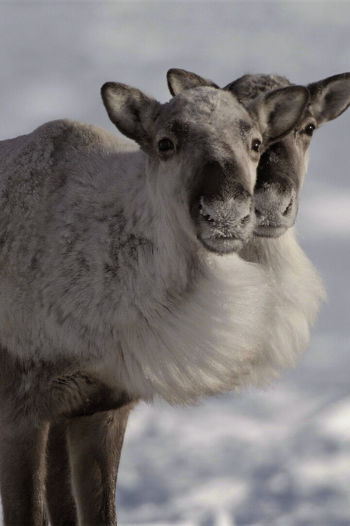 Caribou Nation