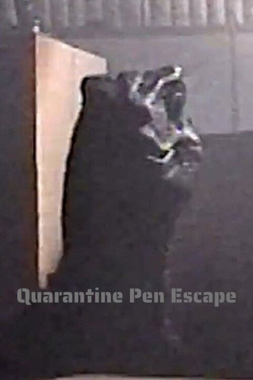 Quarantine Pen Escape