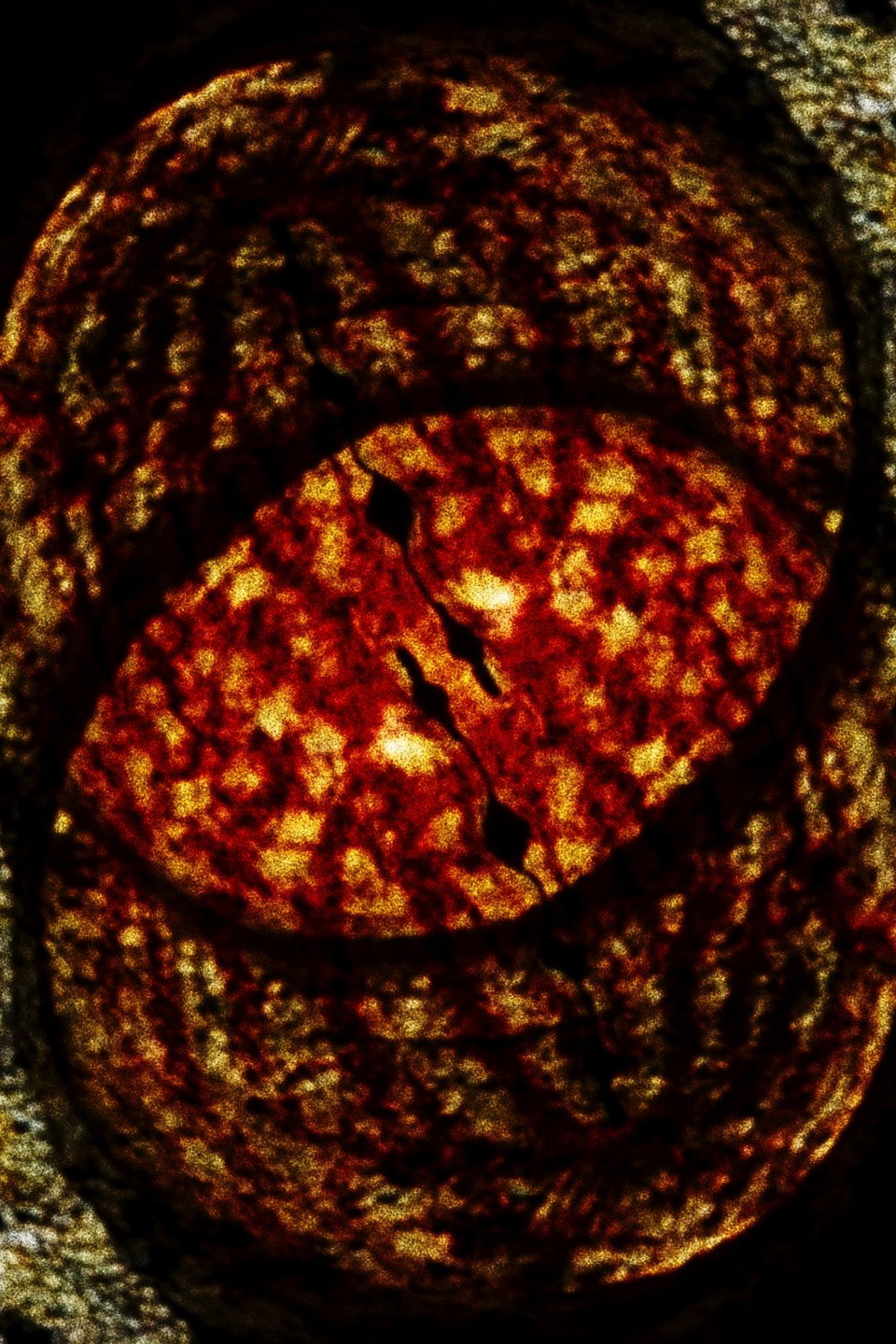 Salamanderfilm 2