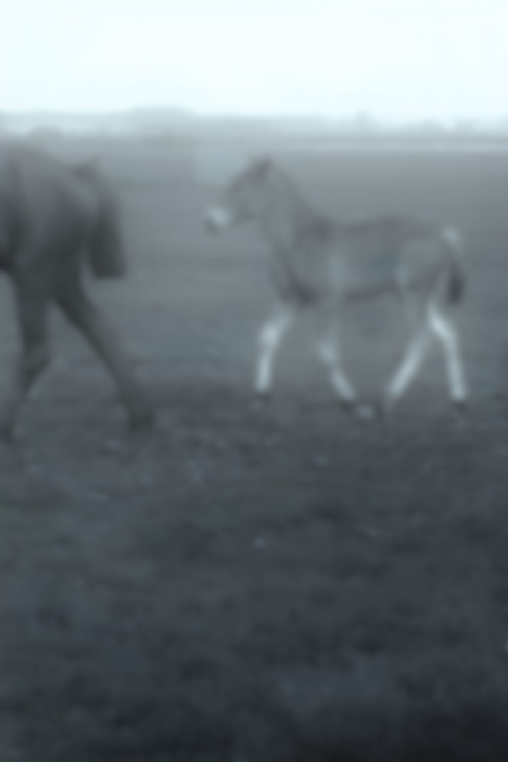 Cavalos