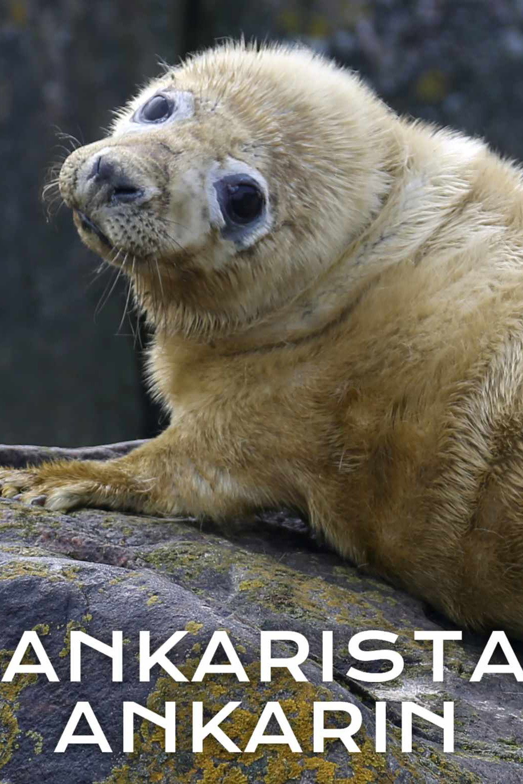 Ankarista ankarin