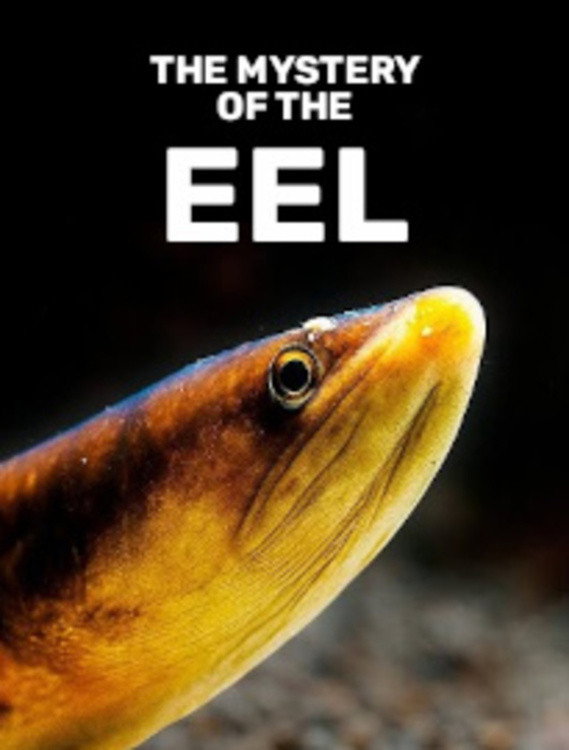 The mystery of the eel