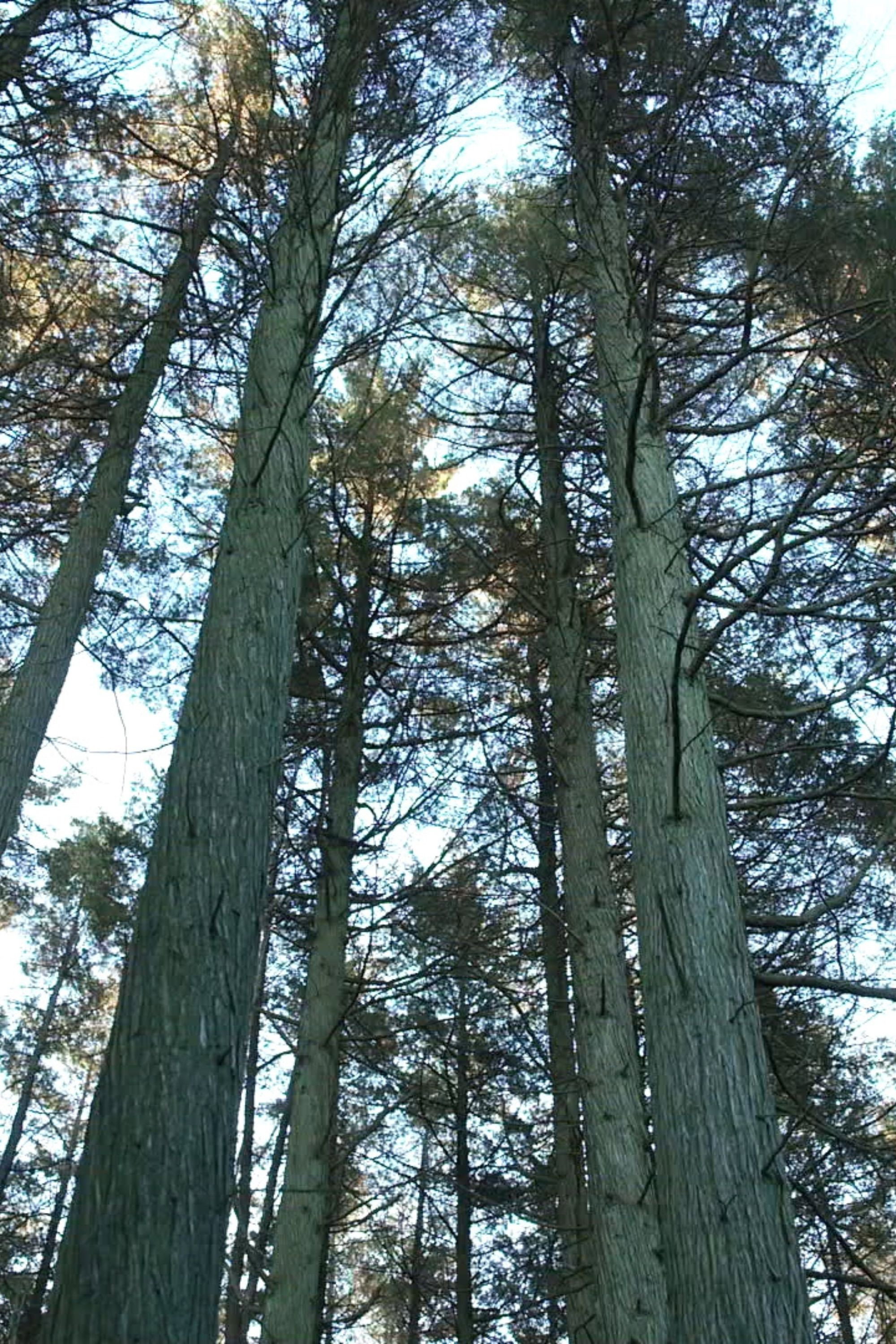 Keeping the Pinelands