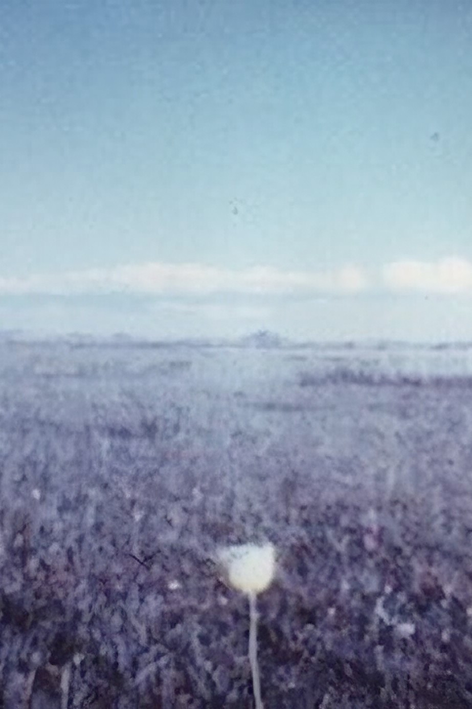 MONGOLIAN PATY