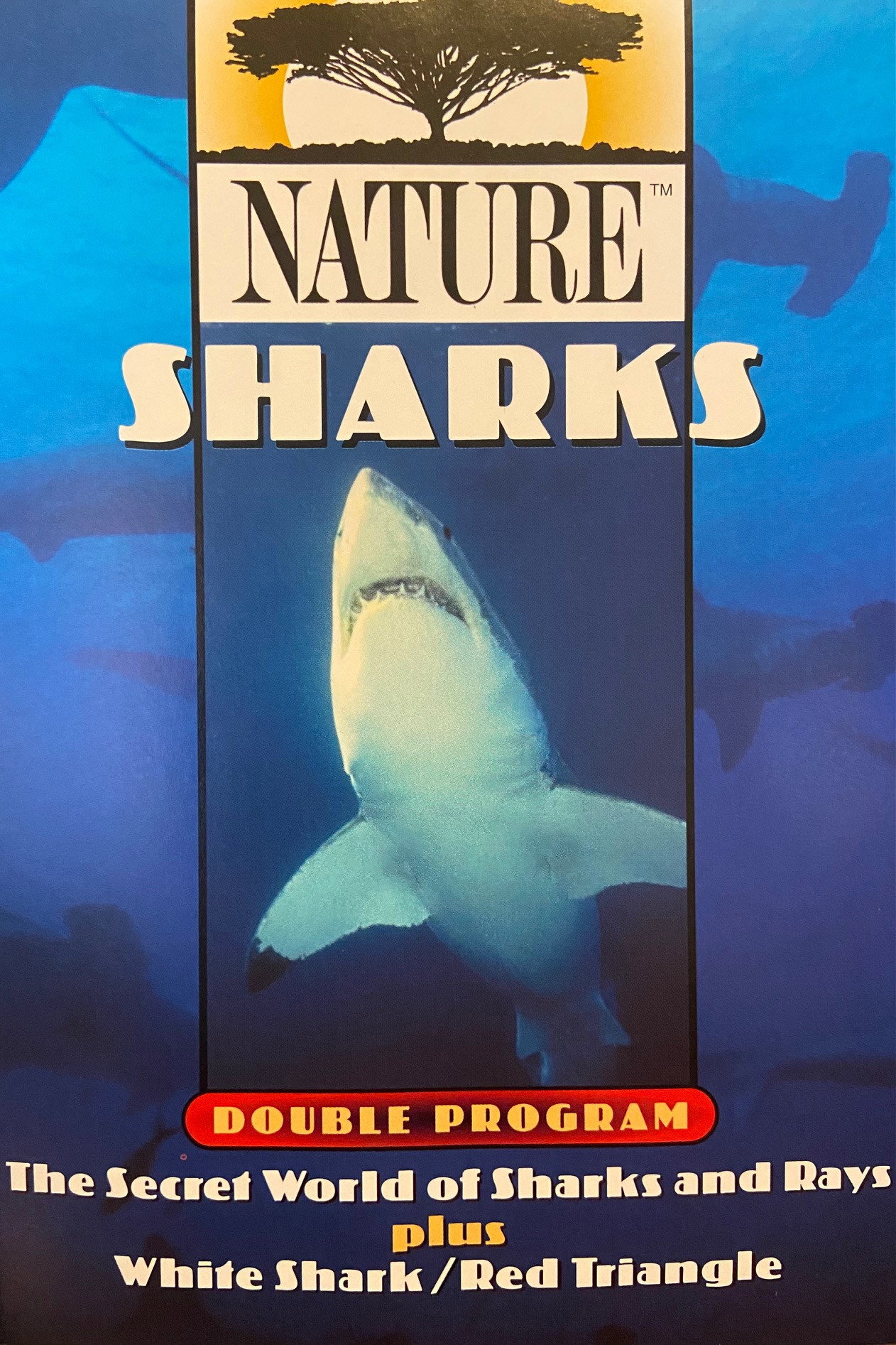The Secret World of Sharks and Rays