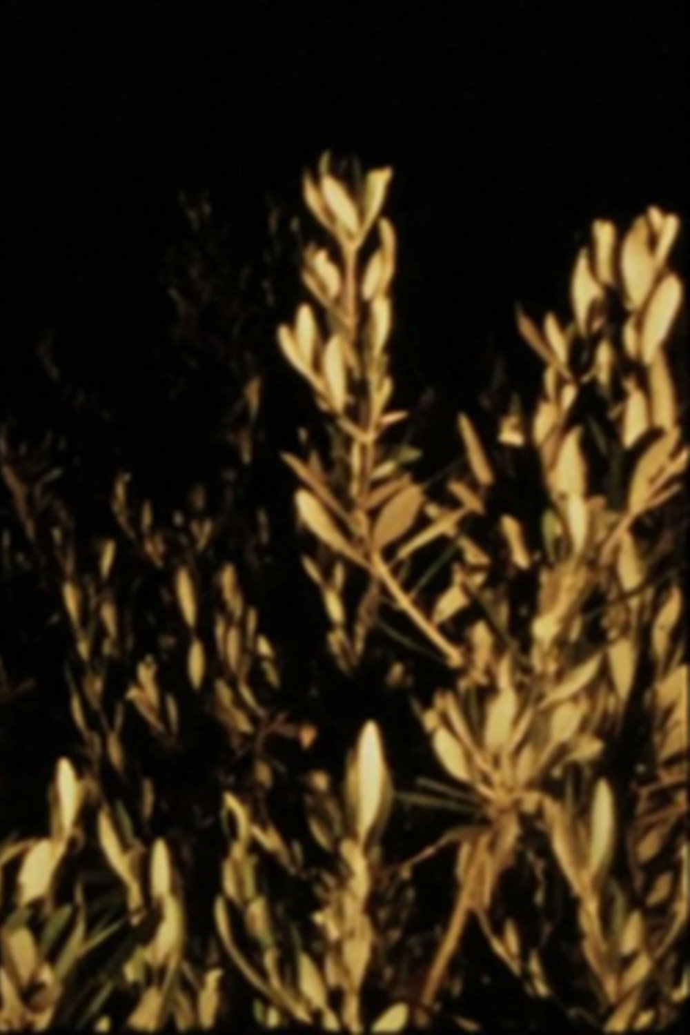 A Tama for Ektachrome