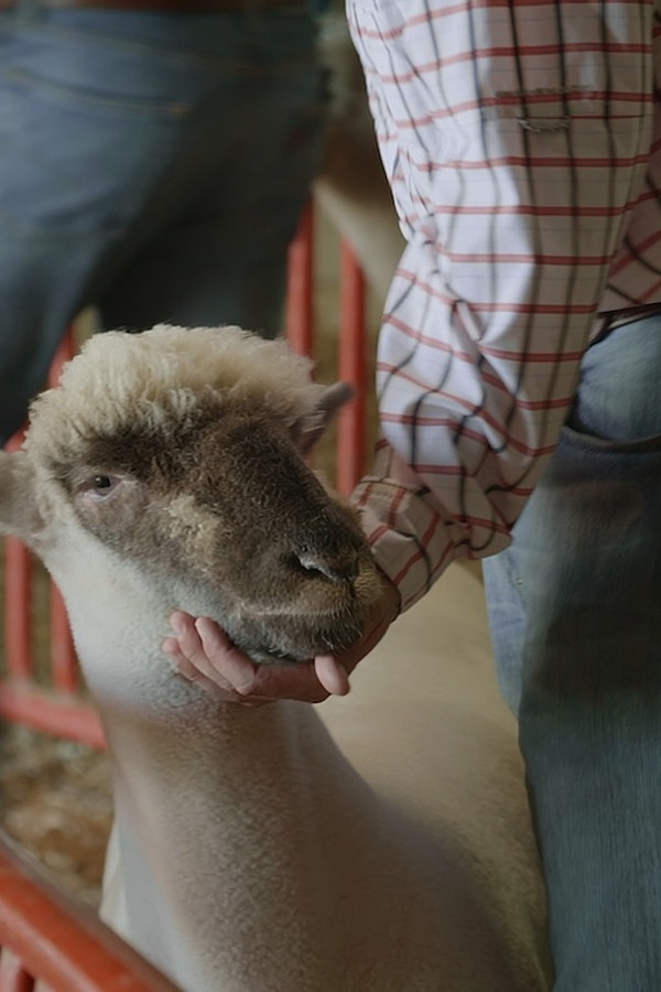 The Fair