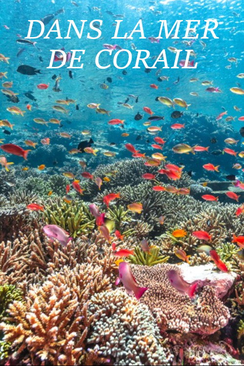 Dans la Mer de Corail