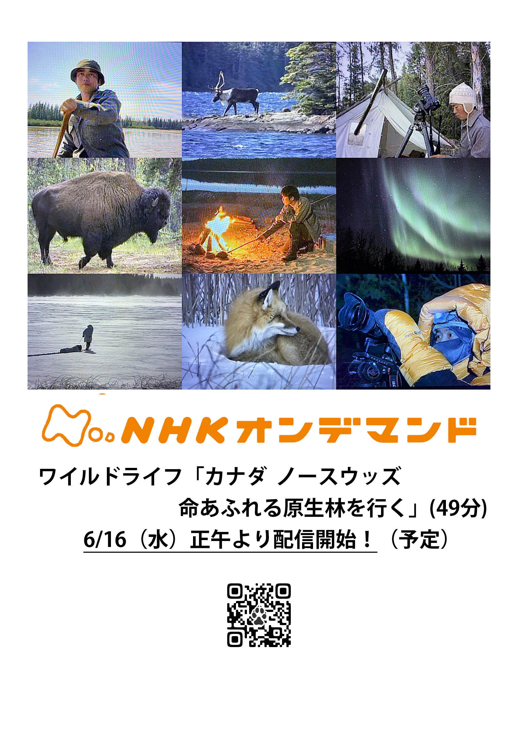 ワイルドライフ
