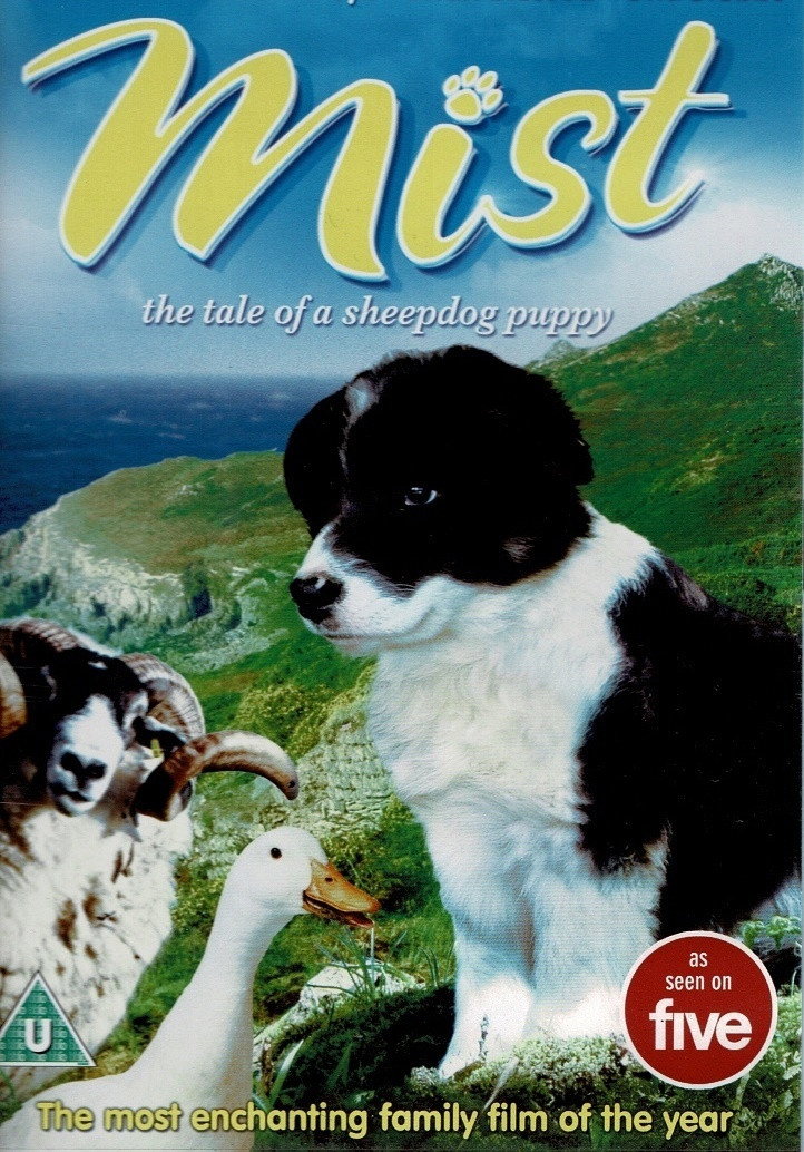 Border Collie Sheepdogs – Off Duty!