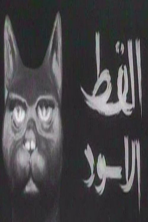 القط الأسود