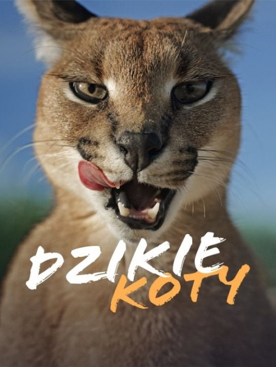 Wild Cats