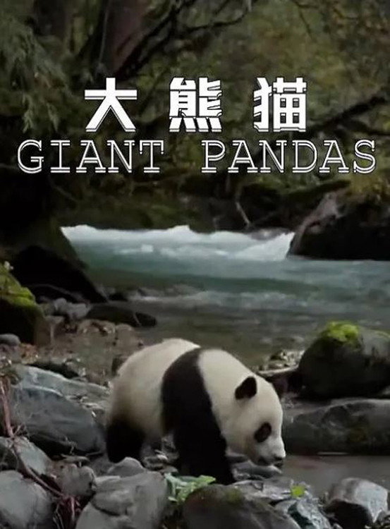 大熊猫
