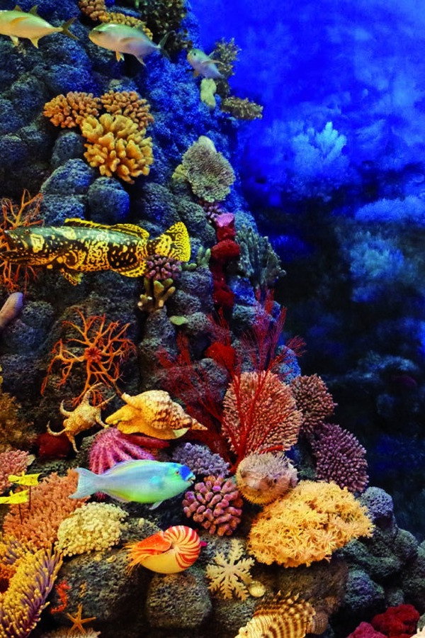 Wild Caribbean: Rhythms of Life