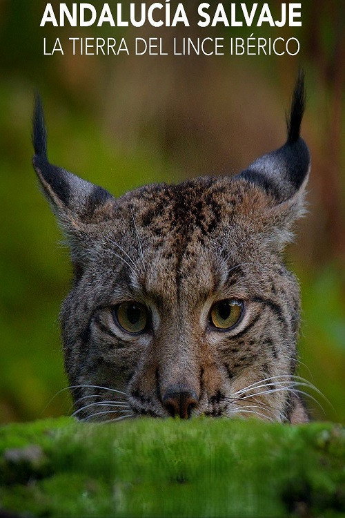 Andalucía Salvaje La Tierra del Lince Ibérico