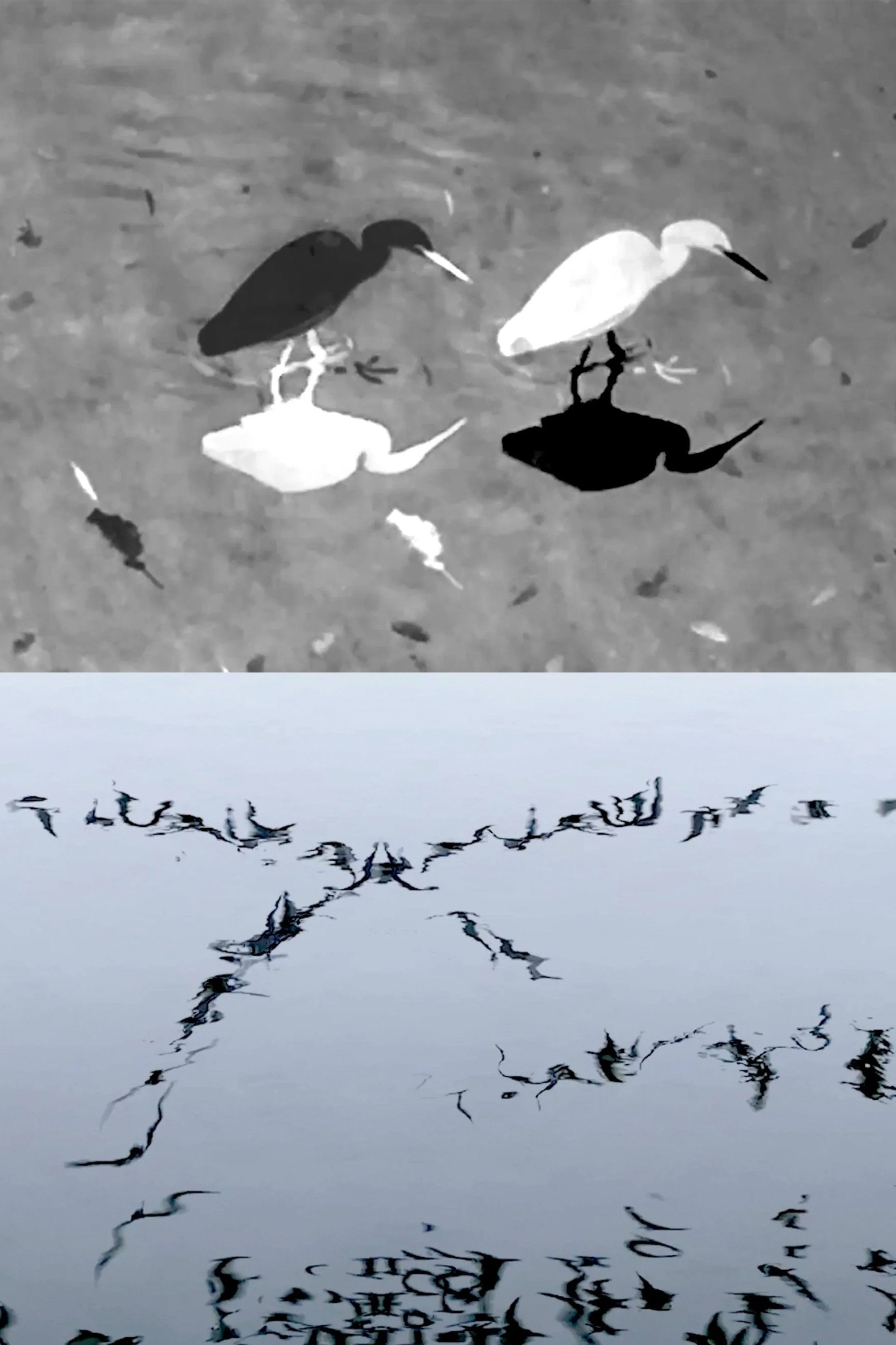 Animal Studies (Egret / Seagull Reflection / Midges / Spider / Swans in a Line)