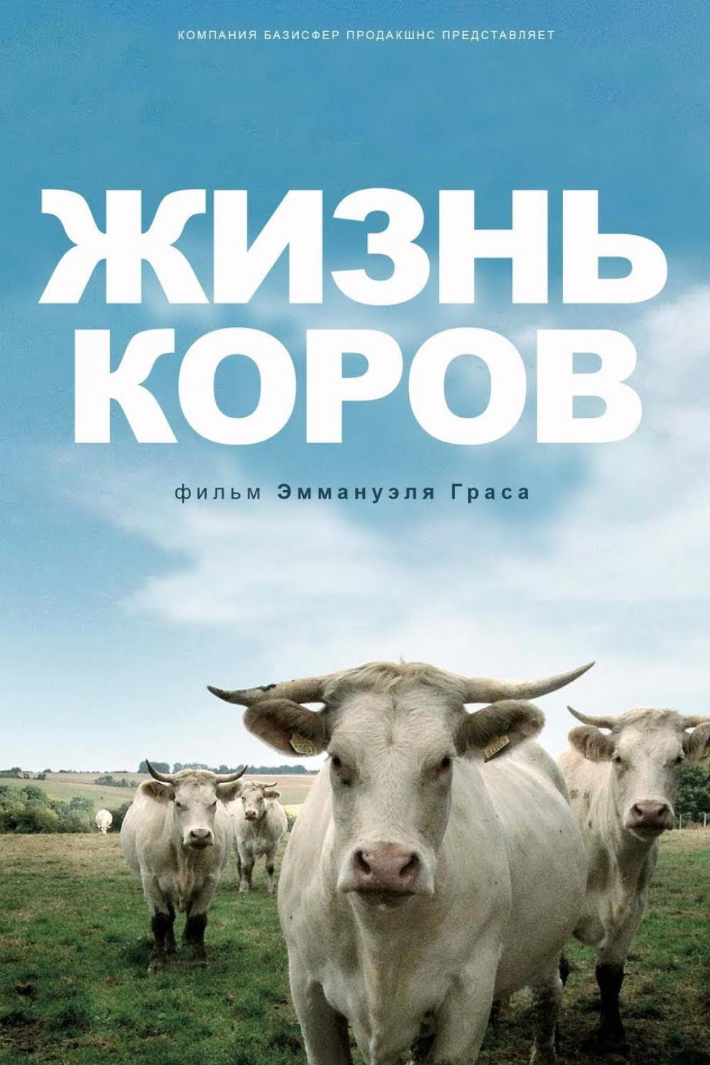 Коровы