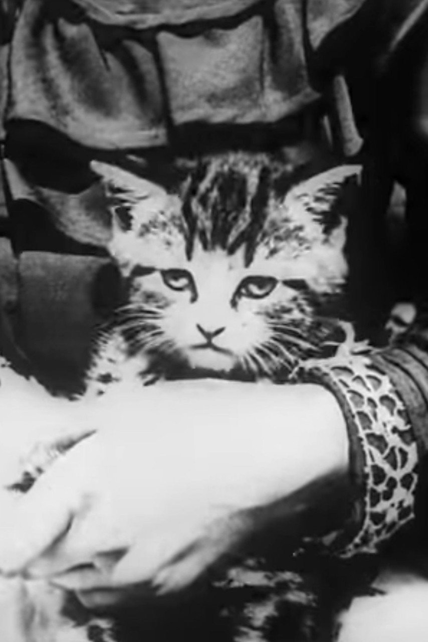 Le Chaton malade