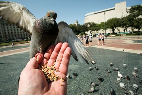 Feeding Pigeons