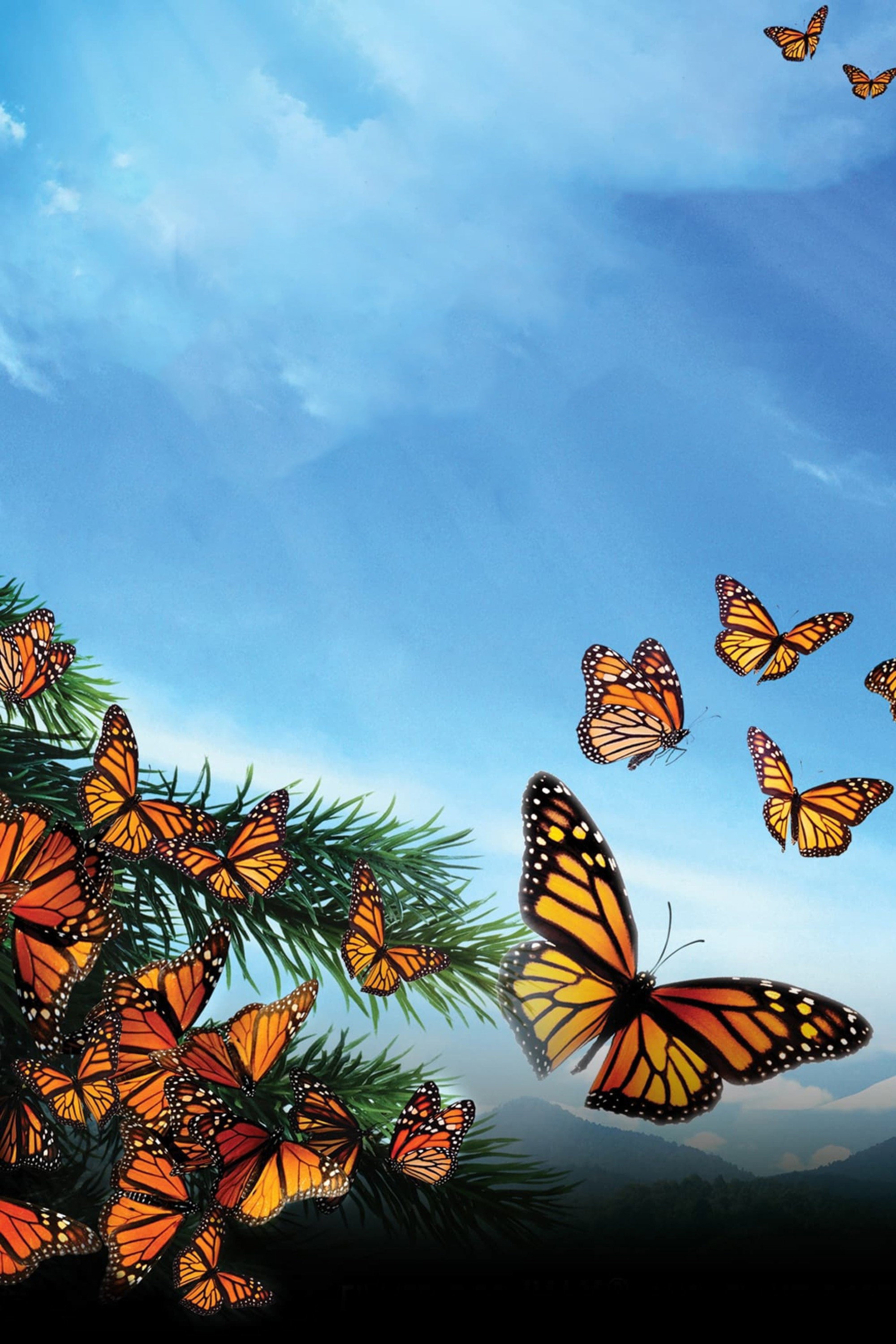Flight of the Butterflies