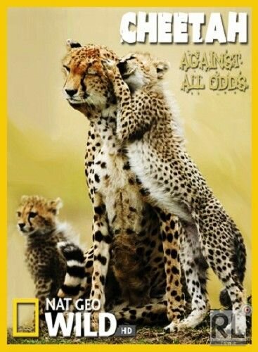 Cheetah - Against All Odds