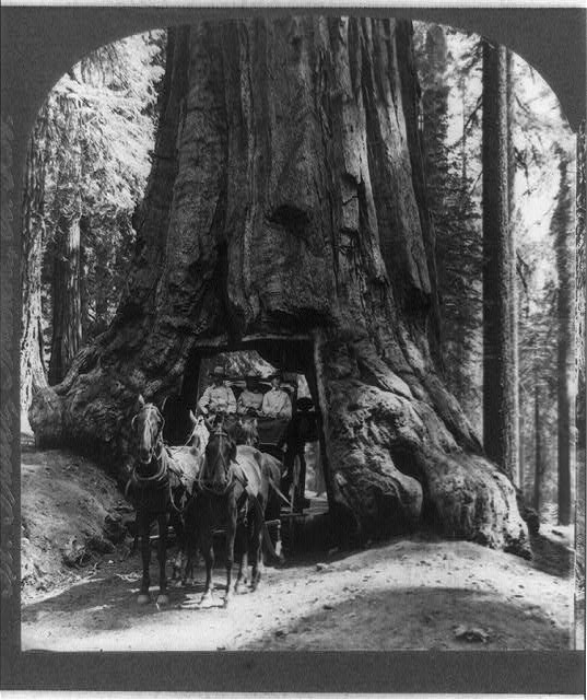 Yosemite National Park and Big Trees of California