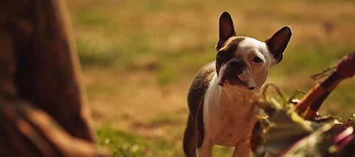 Bark to the Land