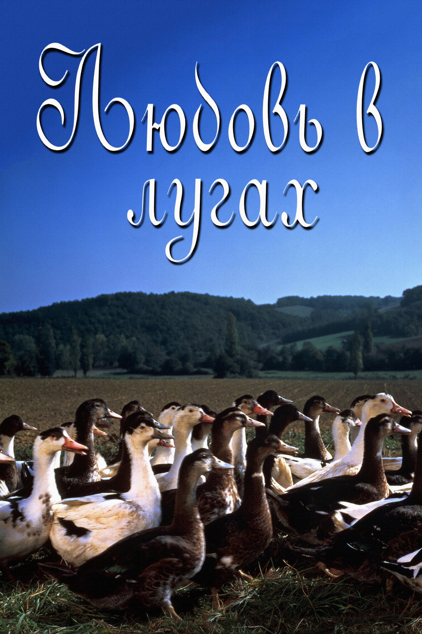 Любовь в лугах