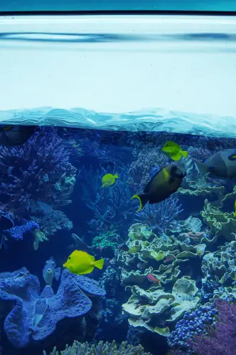 Die Aquarium-Profis