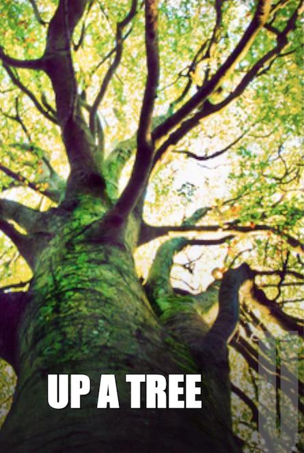 Up a Tree