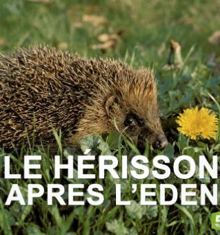 Le hérisson après l'Eden