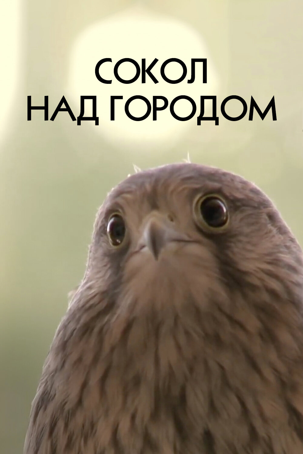 Сокол над городом