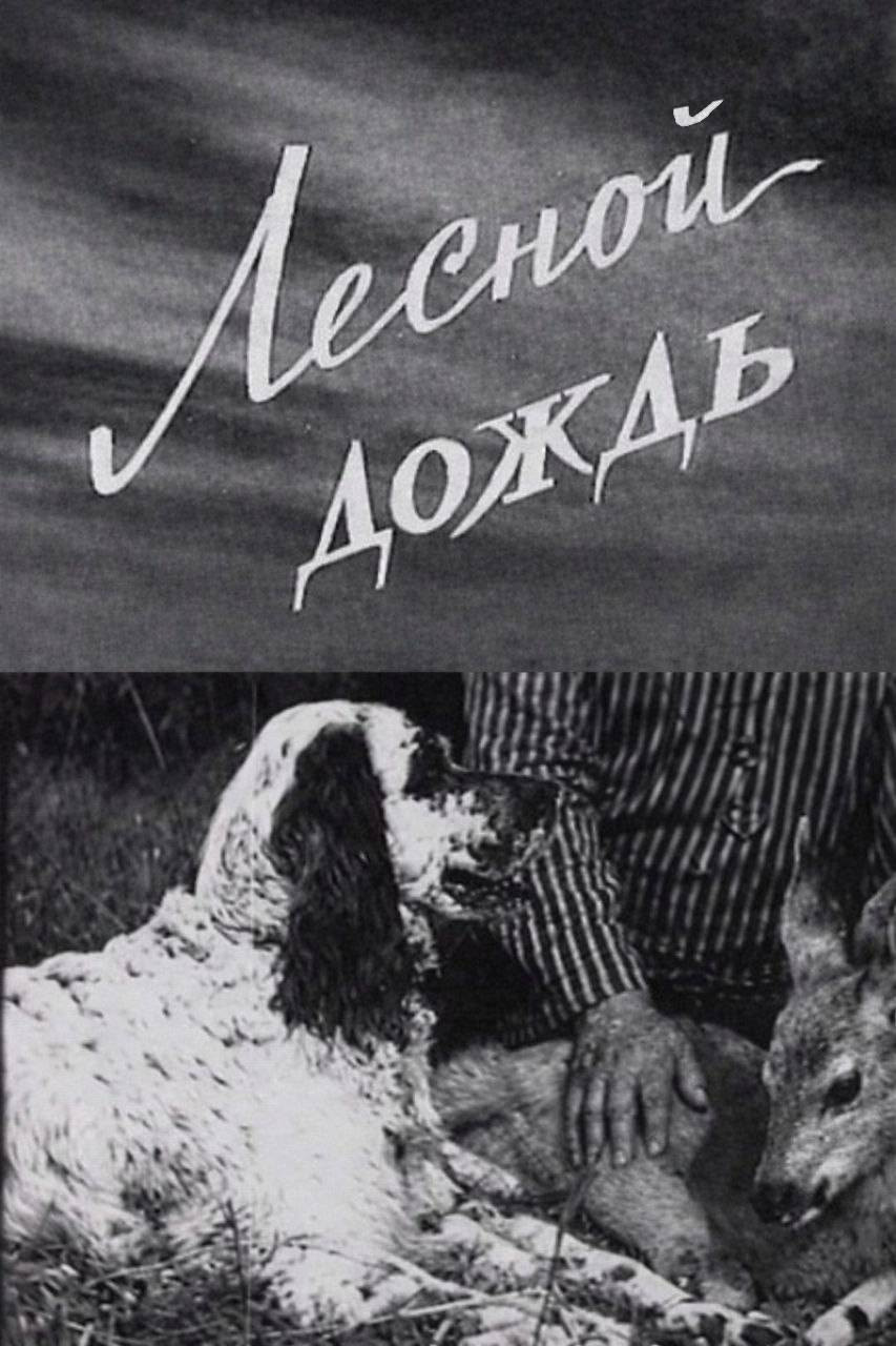 Лесной дождь