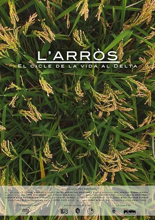 L'arròs: El cicle de la vida al Delta