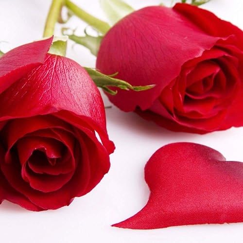 Forever Your Rose