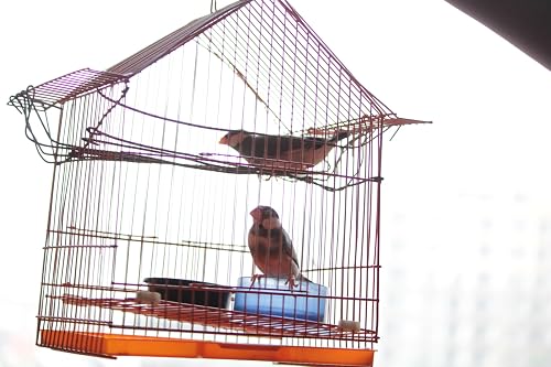 Java Sparrows