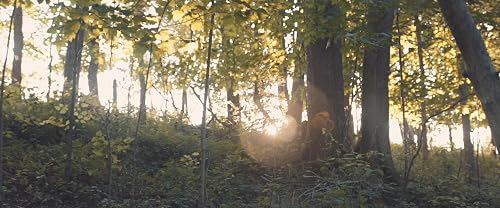 The Forest Princess